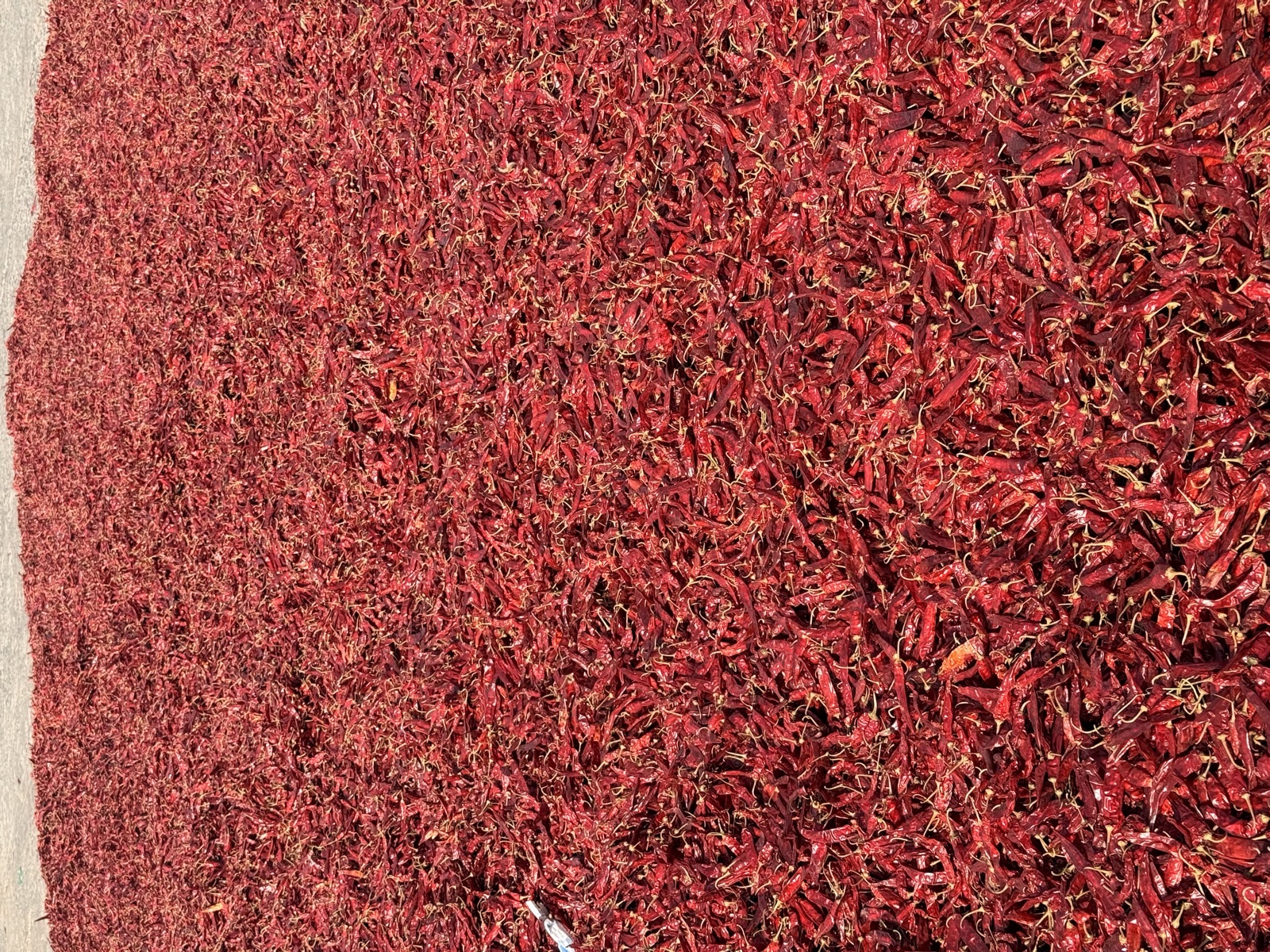 A wide field of red chili spread out to dry at a sourcing yard.