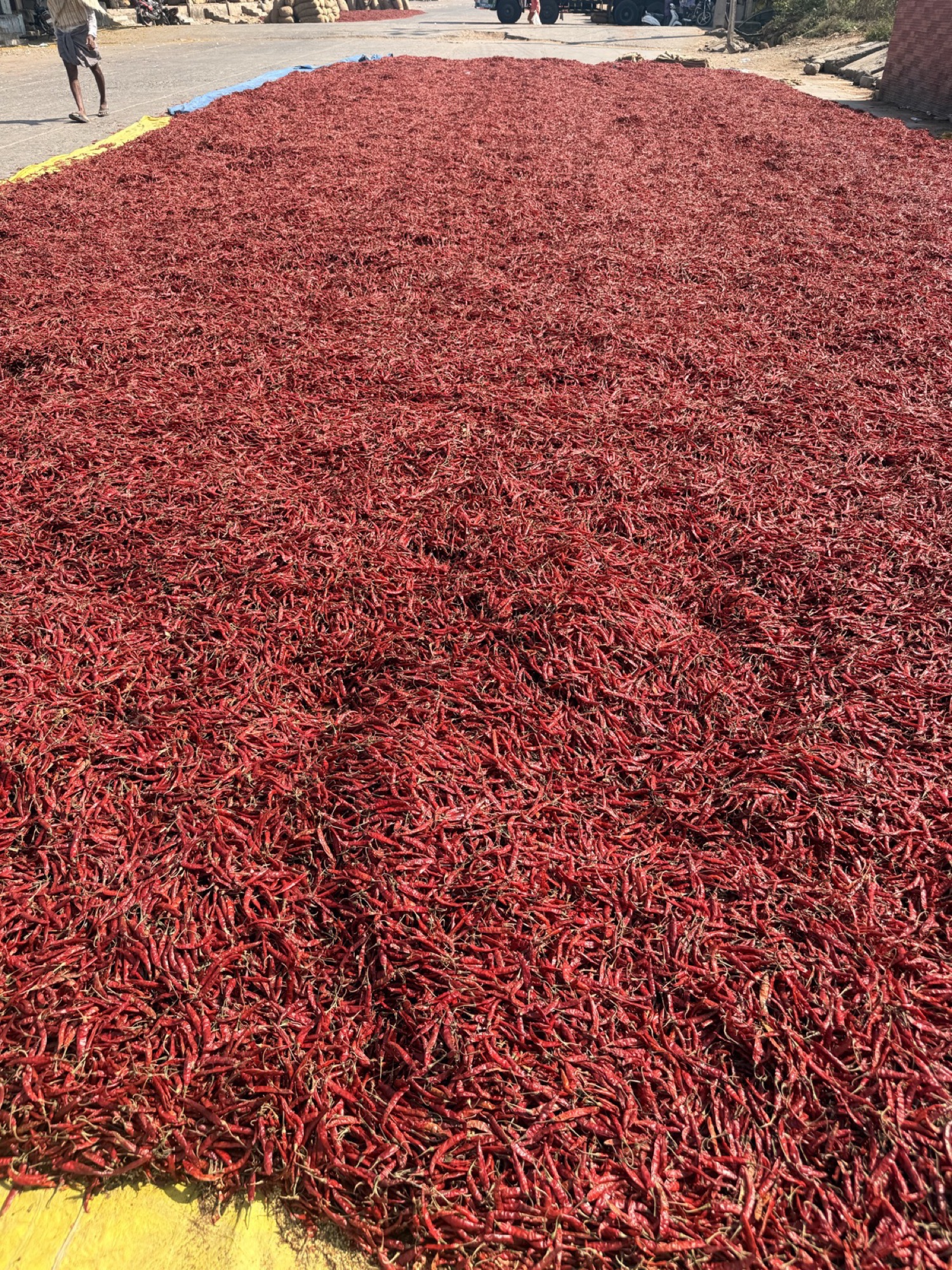 Whole sun-dried red chili.