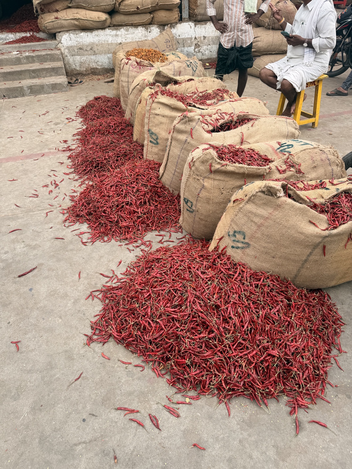 Sacks of graded chili at the sourcing yard, ready for quality checks.