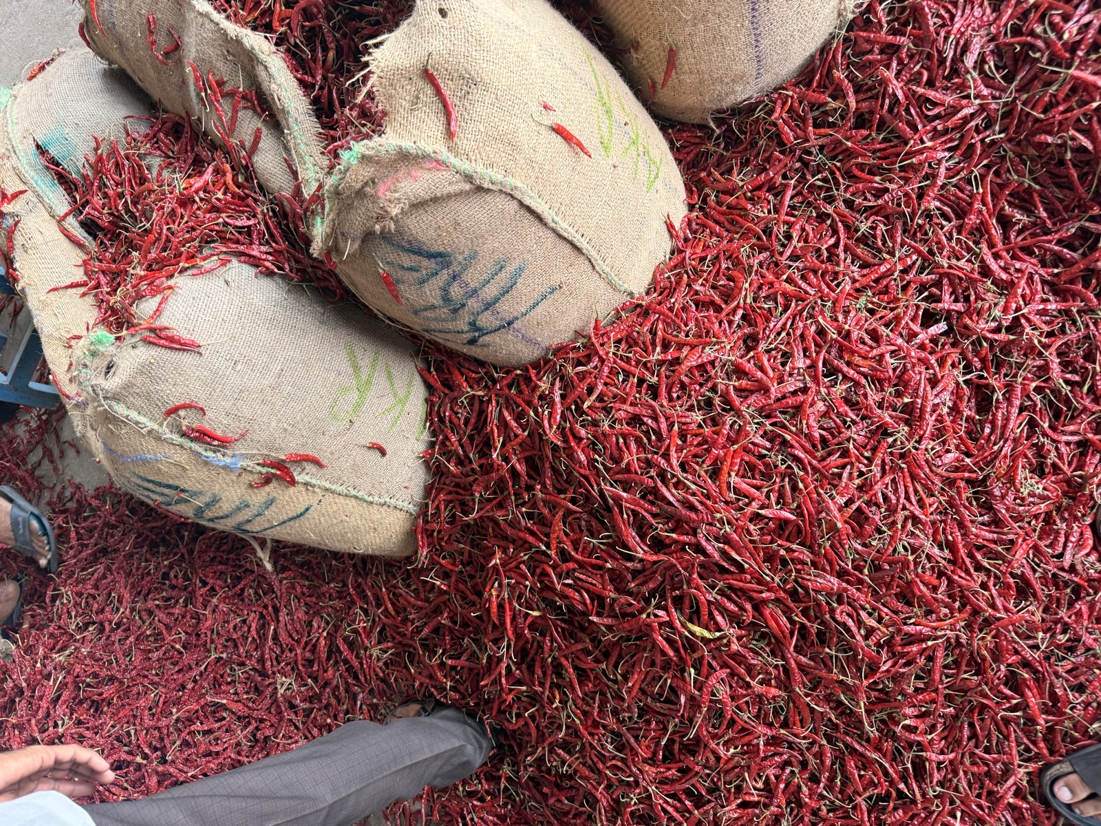 Sacks of sun-dried whole red chili at the sourcing yard.